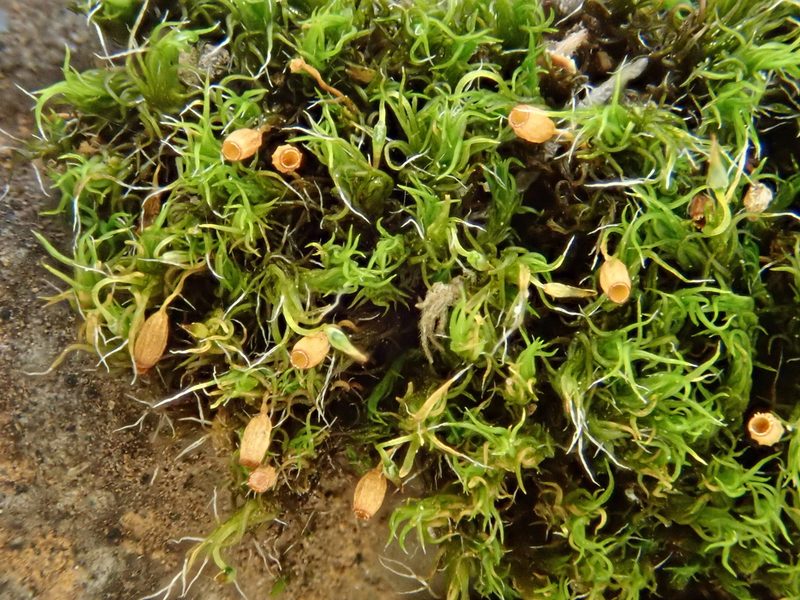 Grimmia trichophylla, photographed by Christian Berg