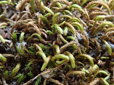 Nogopterium gracile, photographed by Christian Berg