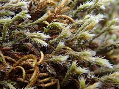Hedwigia emodica, photographed by Christian Berg