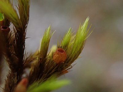 Anacolia webbii, photographed by Christian Berg