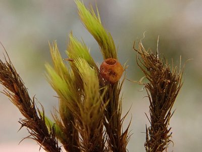 Anacolia webbii, photographed by Christian Berg
