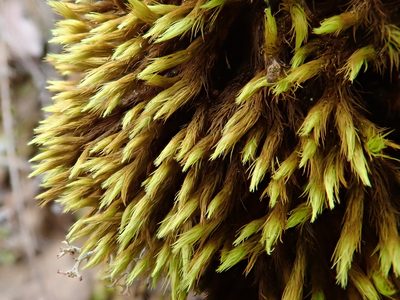 Anacolia webbii, photographed by Christian Berg
