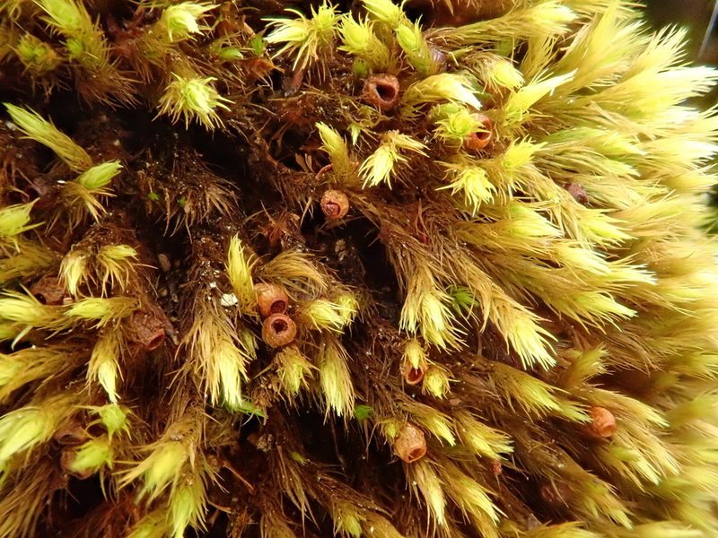 Anacolia webbii, photographed by Christian Berg