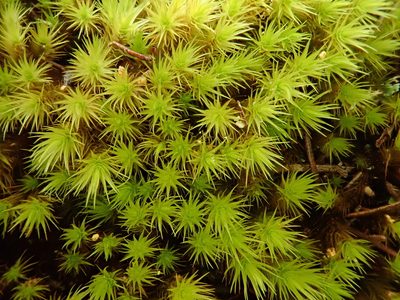 Anacolia webbii, photographed by Christian Berg