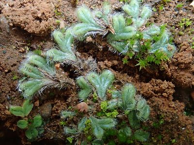 Riccia ciliata, photographed by Christian Berg