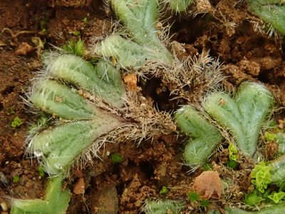 Riccia ciliata, photographed by Christian Berg