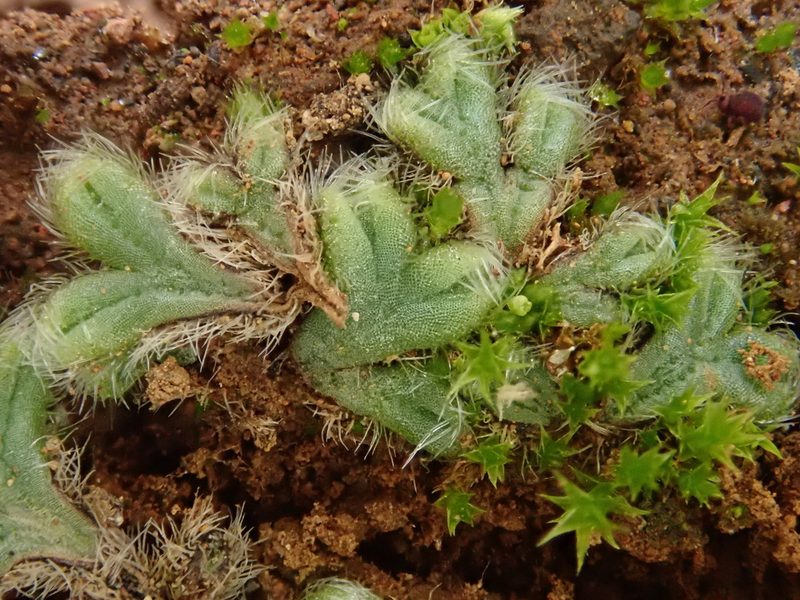 Riccia ciliata, photographed by Christian Berg