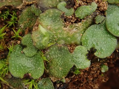 Targionia hypophylla, photographed by Christian Berg