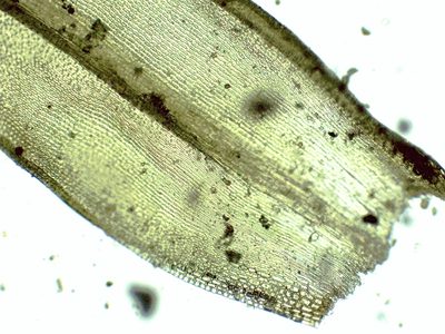 Grimmia decipiens, photographed by Christian Berg