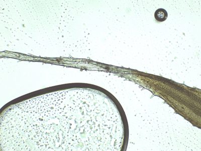 Grimmia decipiens, photographed by Christian Berg