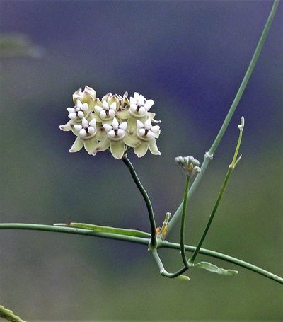 Funastrum gracile, photographed by Hugo Hulsberg