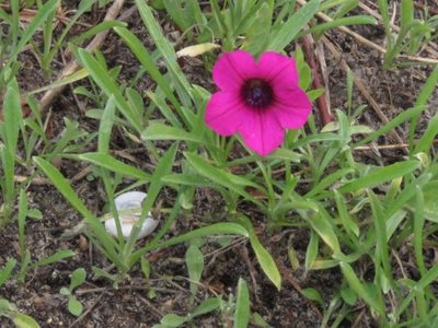 Petunia integrifolia, photographed by Diego Dos Anjos Souza