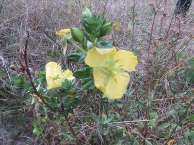 Ludwigia multinervia, photographed by Diego Dos Anjos Souza