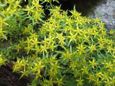 Sedum subtile, photographed by Marco Mussita
