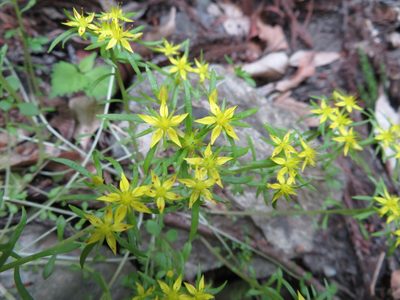Sedum subtile, photographed by Marco Mussita