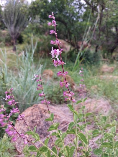Ocimum labiatum, photographed by Manuel R Popp