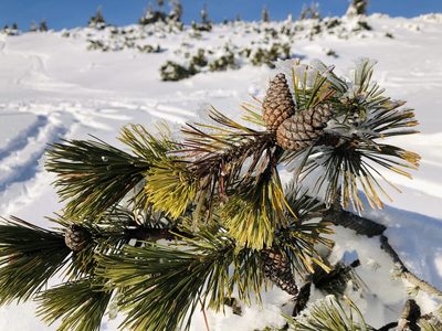 Pinus mugo, photographed by Pavel Kacl