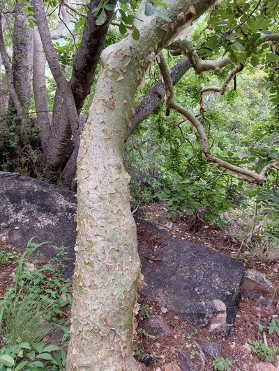 Commiphora marlothii, photographed by Manuel R Popp