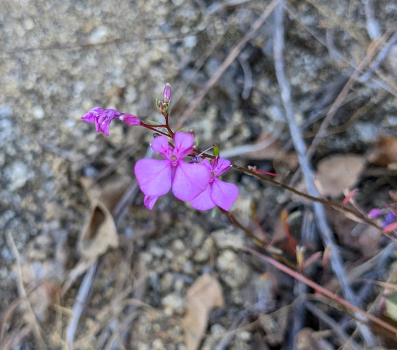 Lopezia clavata, photographed by Nick Block