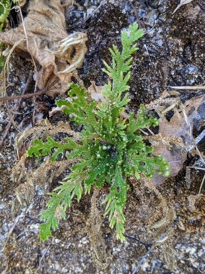 Selaginella pallescens, photographed by Nick Block