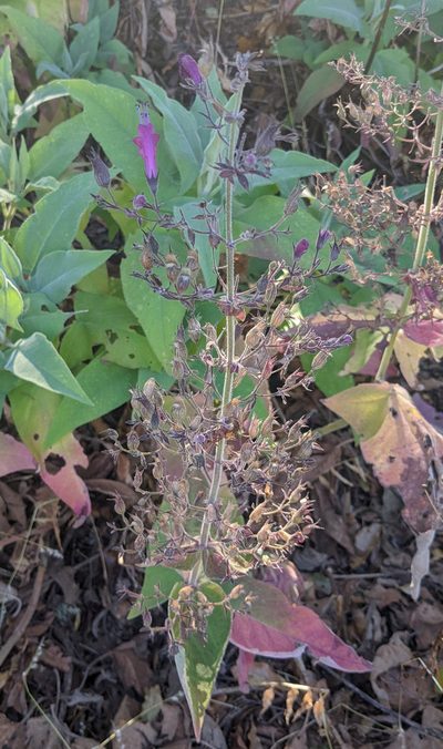 Lepechinia hastata, photographed by Nick Block