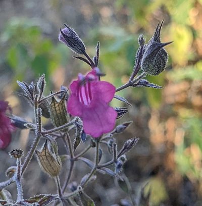 Lepechinia hastata, photographed by Nick Block