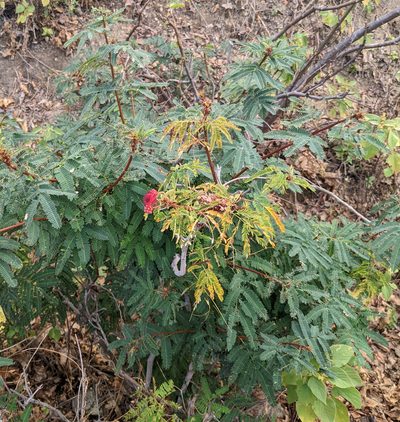 Calliandra peninsularis, photographed by Nick Block