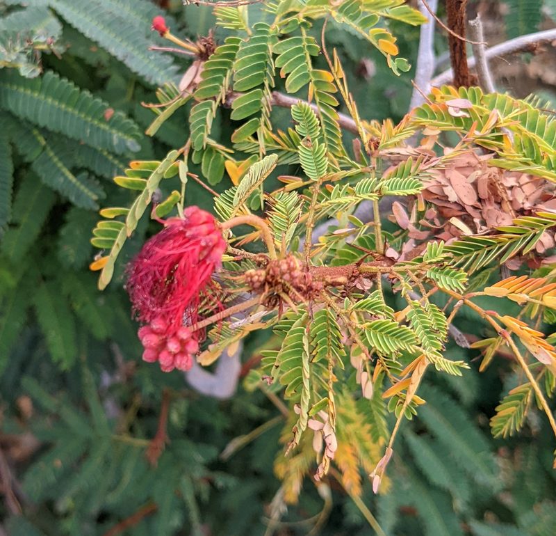 Calliandra peninsularis, photographed by Nick Block