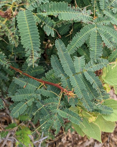 Calliandra peninsularis, photographed by Nick Block
