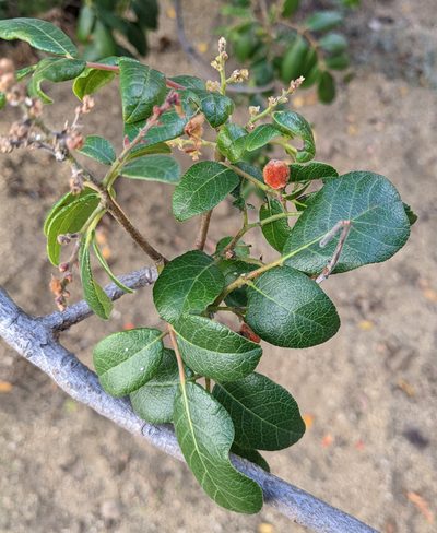 Rhus tepetate, photographed by Nick Block