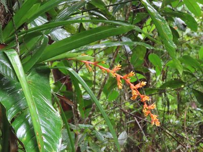 Guzmania multiflora, photographed by Juan C. Espinosa