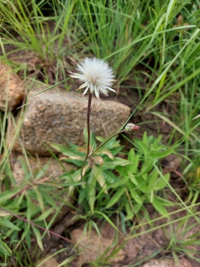 Sonchus dregeanus, photographed by Manuel R Popp