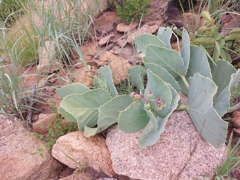 Cyphostemma oleraceum, photographed by Manuel R Popp