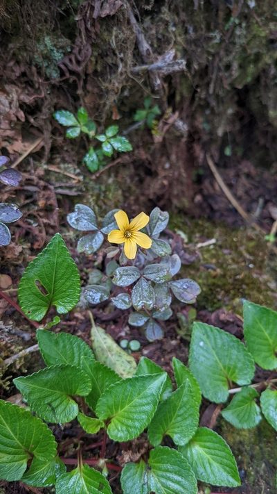 Oxalis spiralis, photographed by Jake Rehage