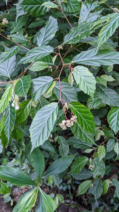 Begonia estrellensis, photographed by Jake Rehage