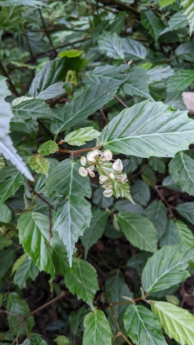 Begonia estrellensis, photographed by Jake Rehage