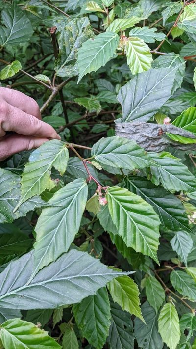 Begonia estrellensis, photographed by Jake Rehage