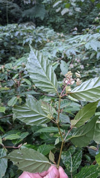 Begonia estrellensis, photographed by Jake Rehage