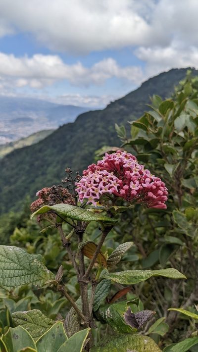 Rogiera amoena, photographed by Jake Rehage