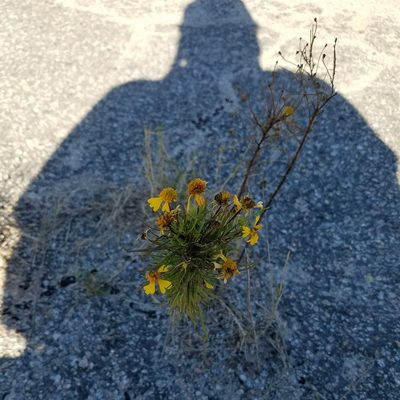 Helenium amarum, photographed by Leila Dasher