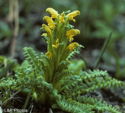 Pedicularis flammea, photographed by lallen
