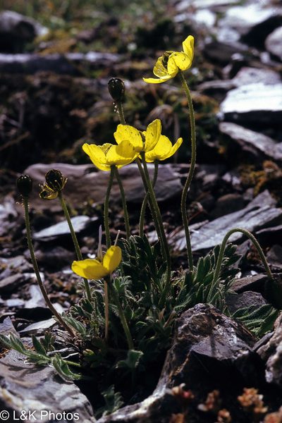 Oreomecon kluanensis, photographed by lallen