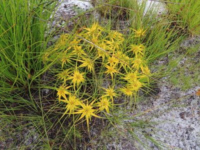 Ficinia radiata, photographed by linkie