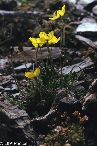 Oreomecon kluanensis, photographed by lallen