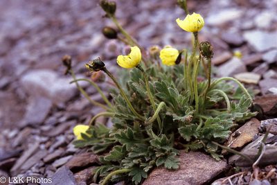Oreomecon kluanensis, photographed by lallen