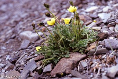 Oreomecon kluanensis, photographed by lallen
