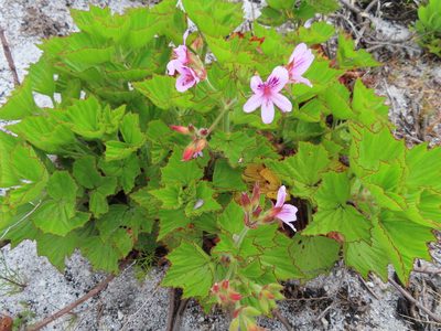 Pelargonium cucullatum, photographed by linkie