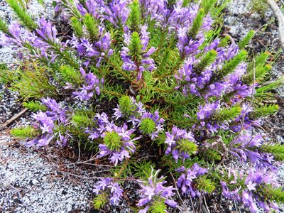 Merciera azurea, photographed by linkie