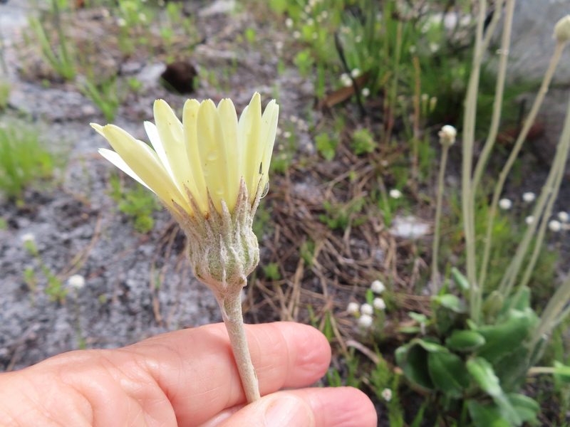 Gerbera tomentosa, photographed by linkie