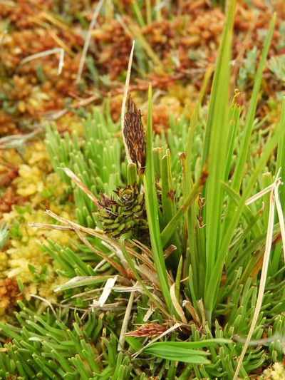 Carex gaudichaudiana, photographed by Santiago Martín-Bravo